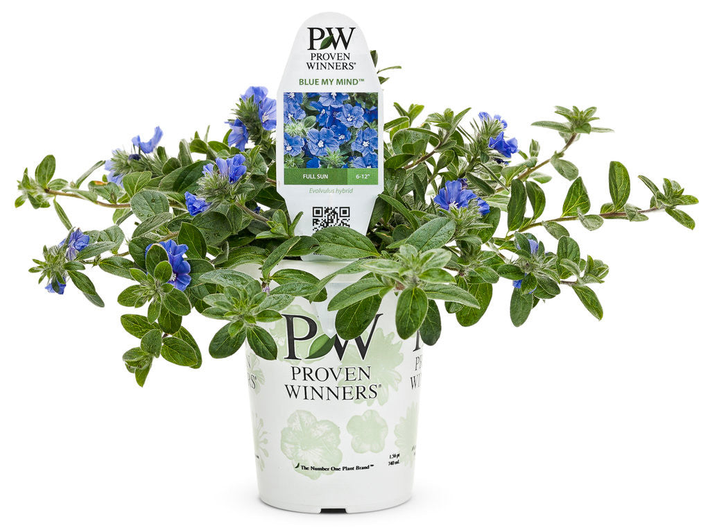 Evolvulus hybrid 'Blue My Mind®' in grower pot