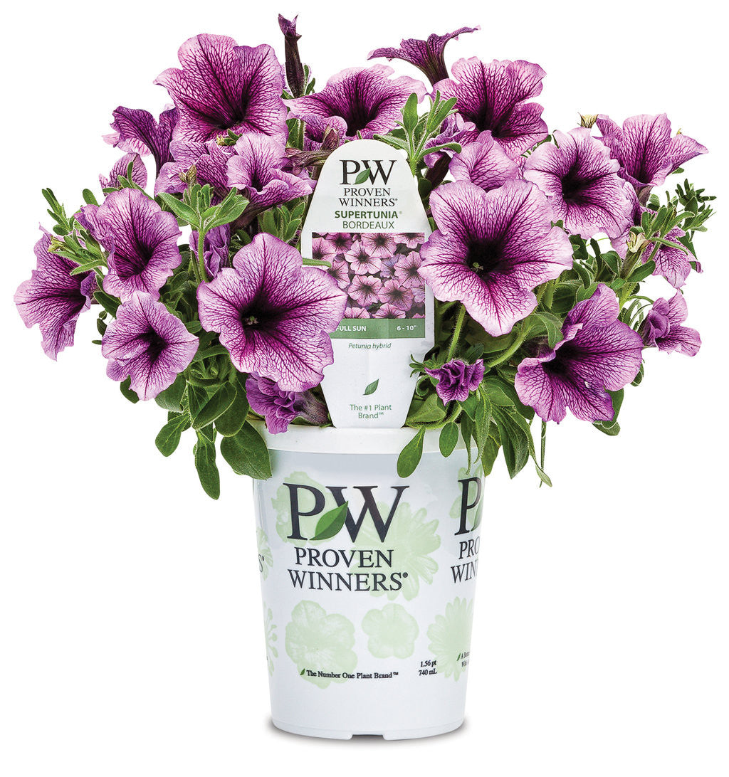 Petunia hybrid 'Supertunia® Bordeaux™' in grower pot