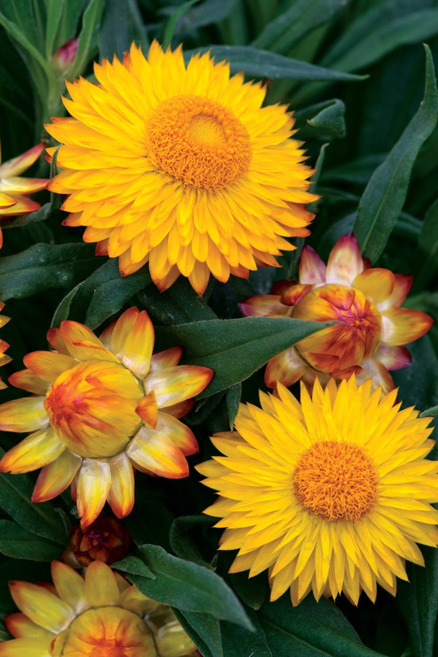 Bracteantha 'Cottage Yellow'