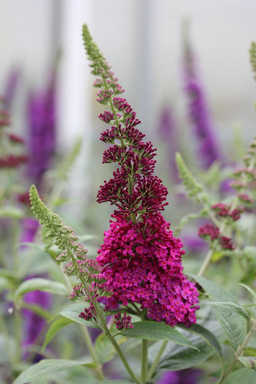 Buddleia 'Miss Molly'