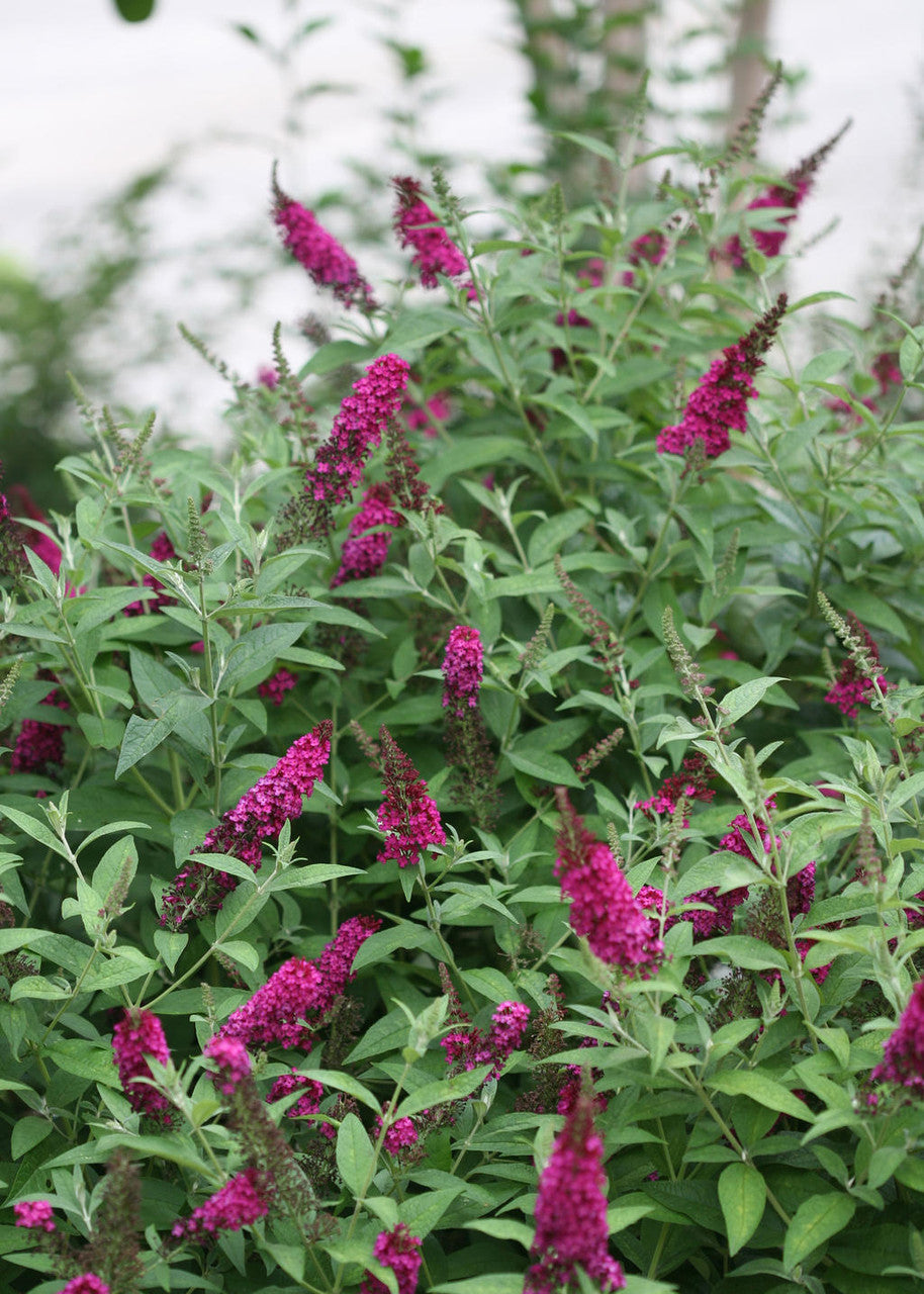Buddleia 'Miss Molly'