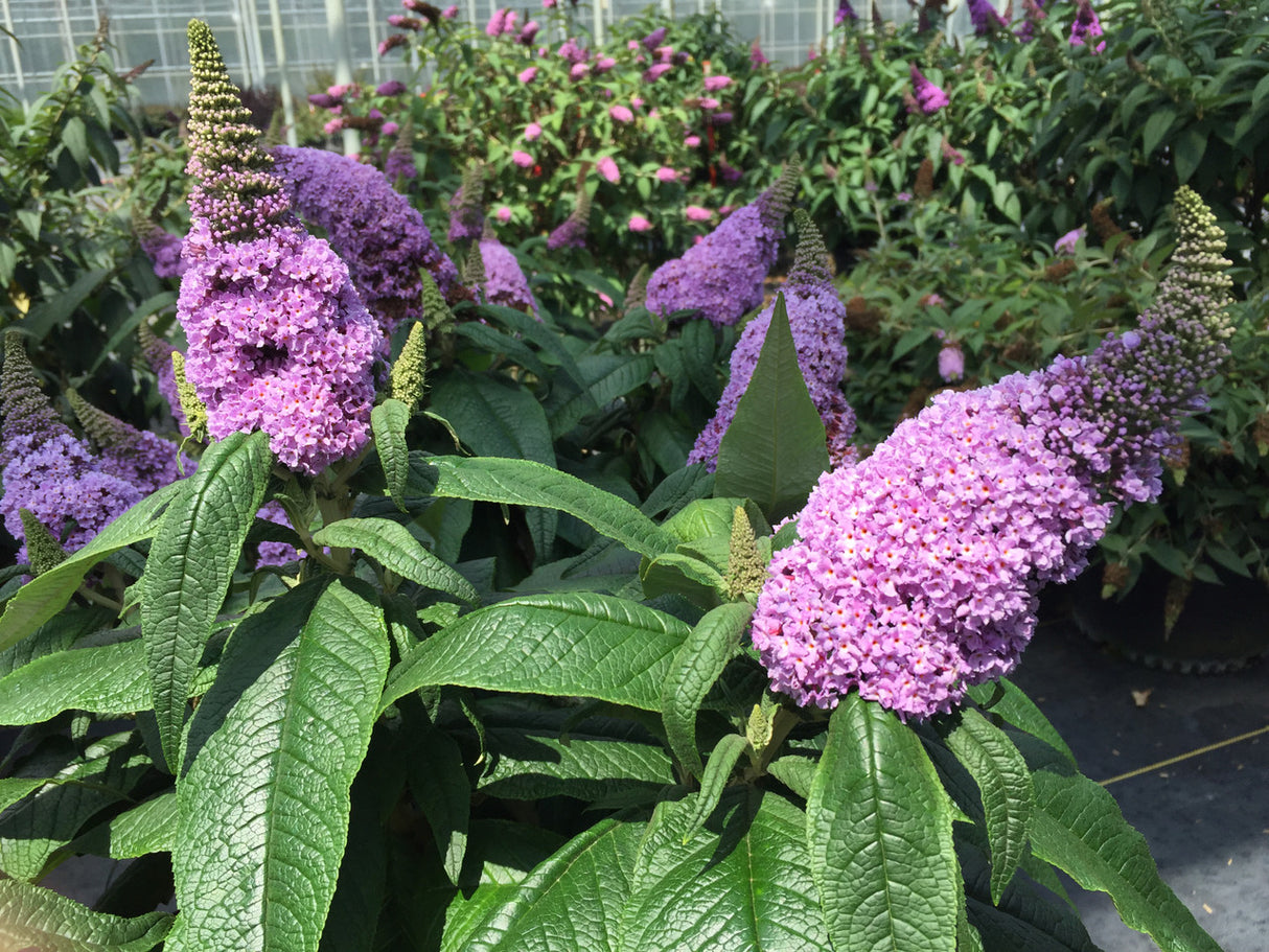 Buddleia Pugster ® Amethyst