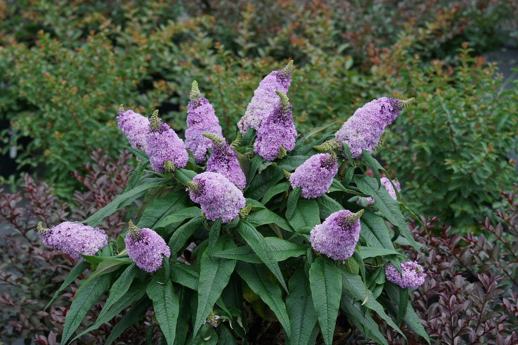 Buddleia Pugster ® Amethyst