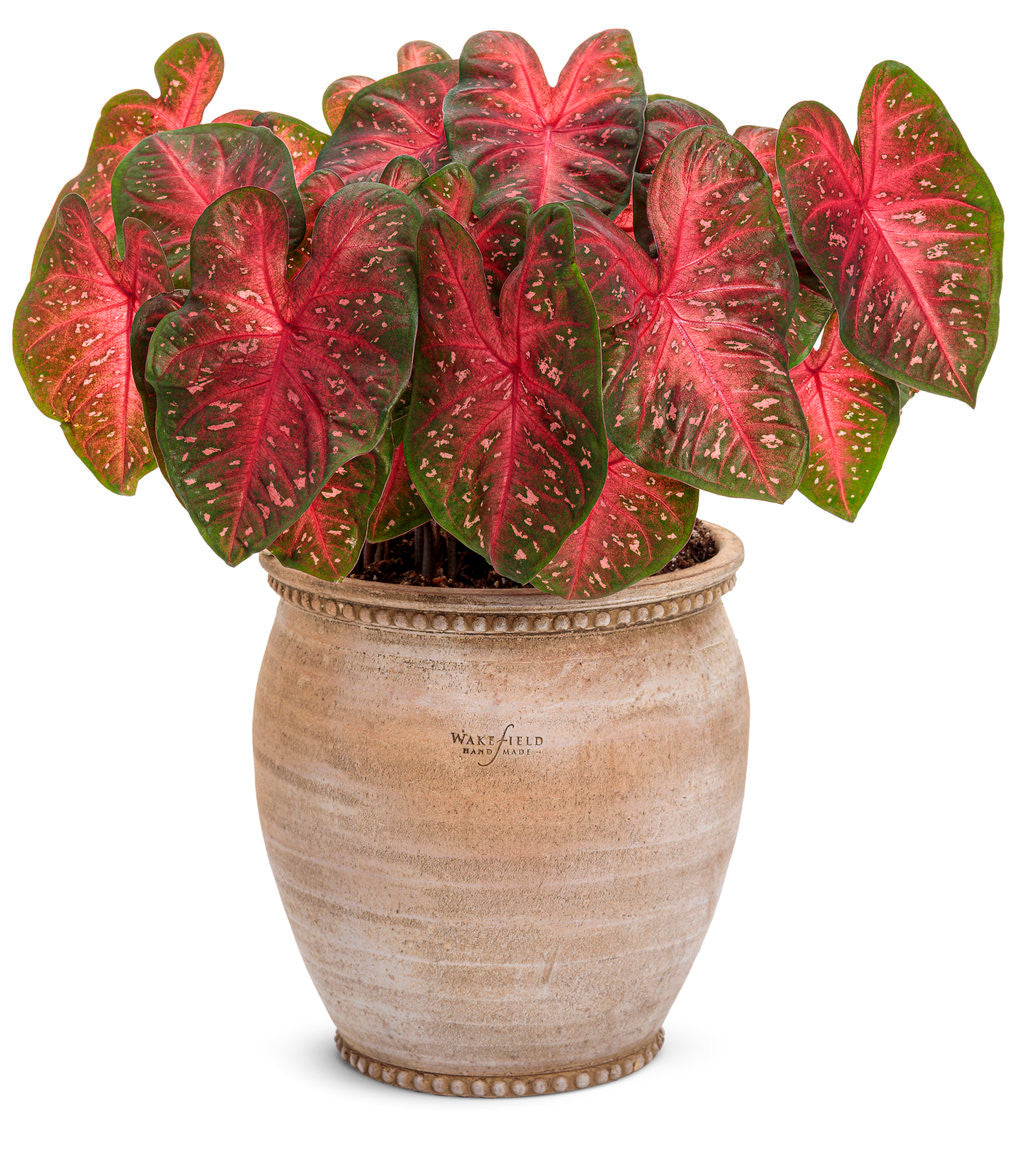 Caladium hortulanum Heart To Heart® 'Fast Flash' in decorative pot