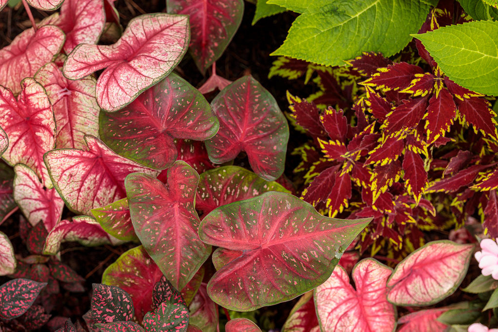 Caladium hortulanum Heart To Heart® 'Fast Flash' in landscape