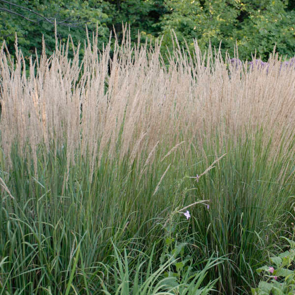 Calamagrostis acutiflora 'Karl Foerster'