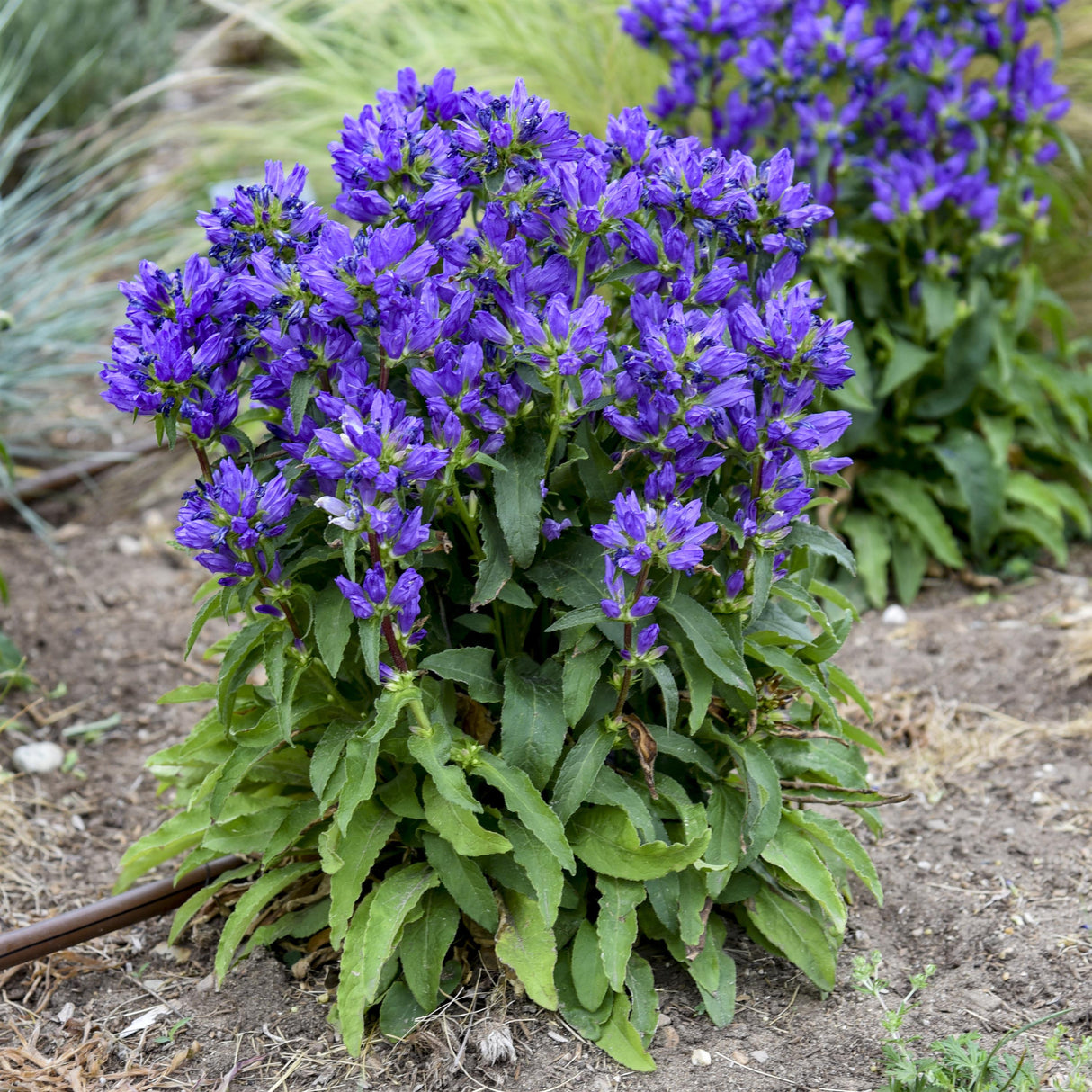 Campanula Glomerata 'Bells And Whistles'