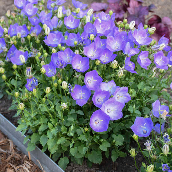 Campanula carpatica 'Rapido Blue'