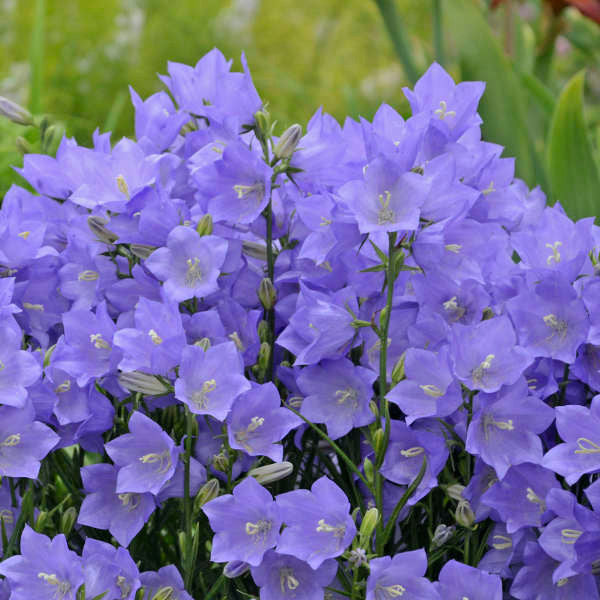 Campanula persicifolia 'Takion Blue'