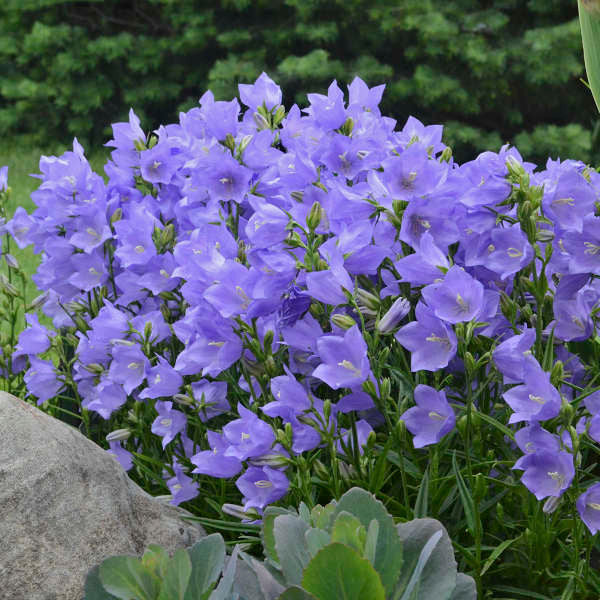 Campanula persicifolia 'Takion Blue'