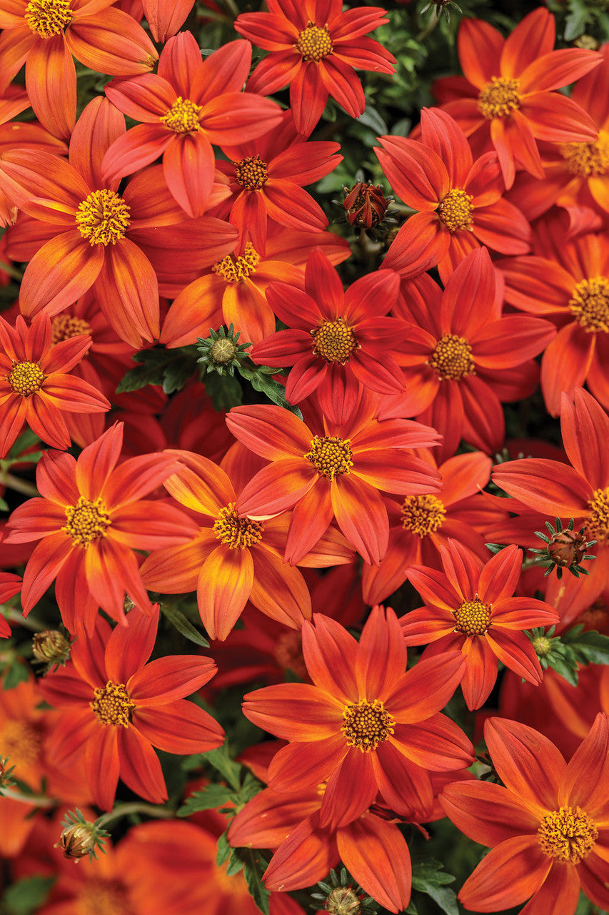 Bidens hybrid 'Campfire® Flame' flowers