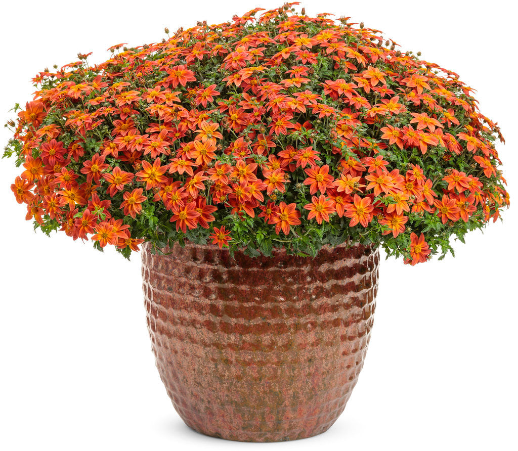 Bidens hybrid 'Campfire® Flame' in decorative pot