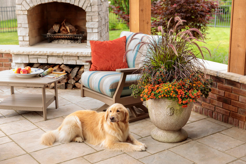 Bidens hybrid 'Campfire® Flame'