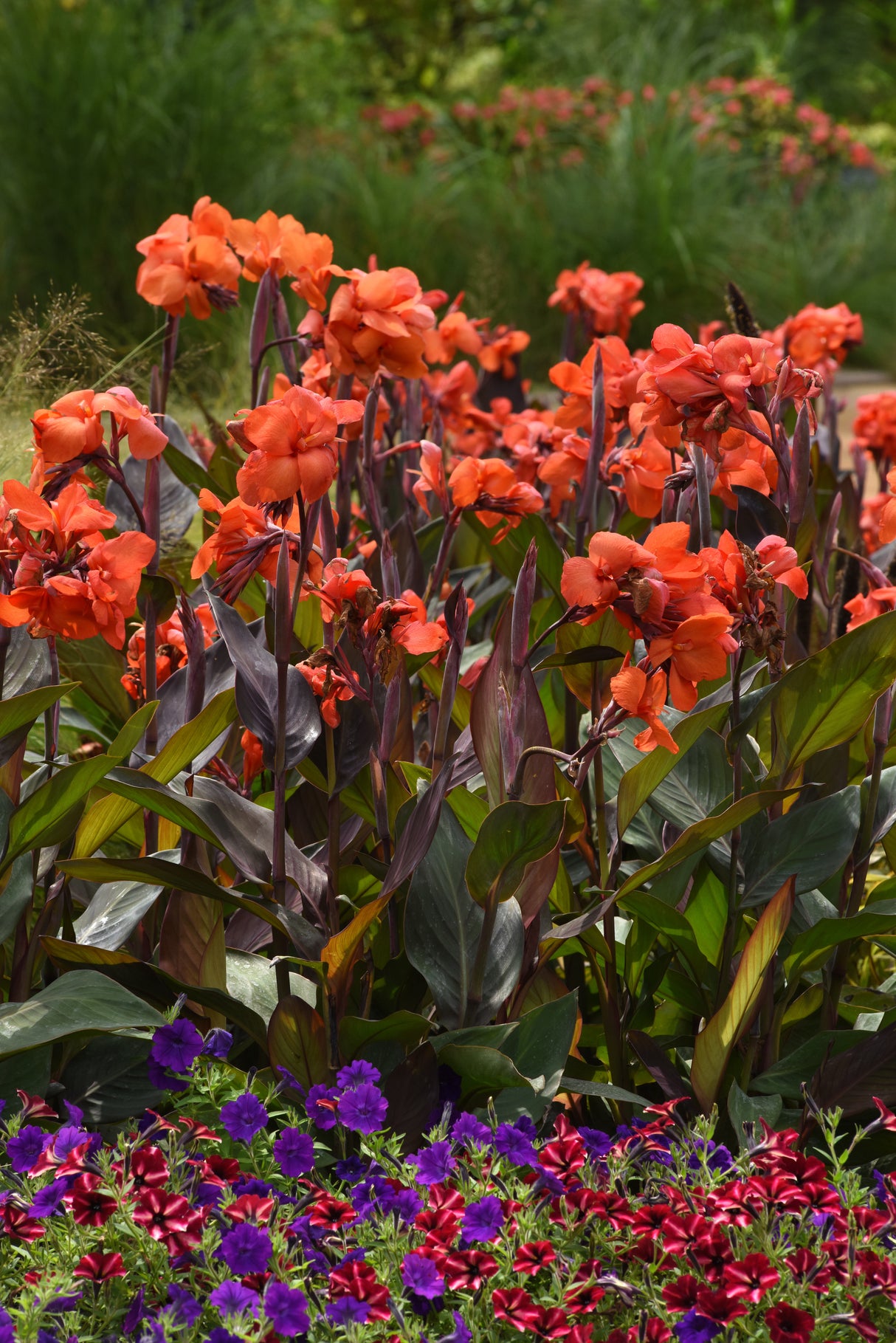 Canna generalis 'Cannova® Bronze Orange'