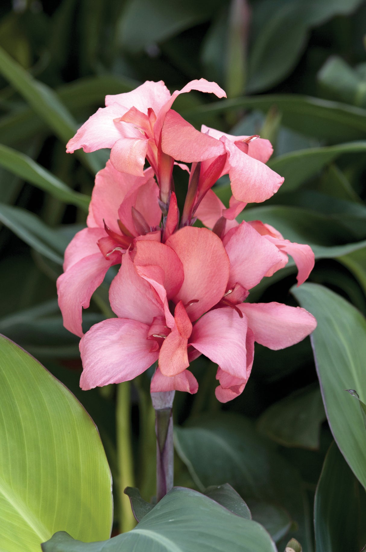 Canna generalis 'Cannova® Mango'