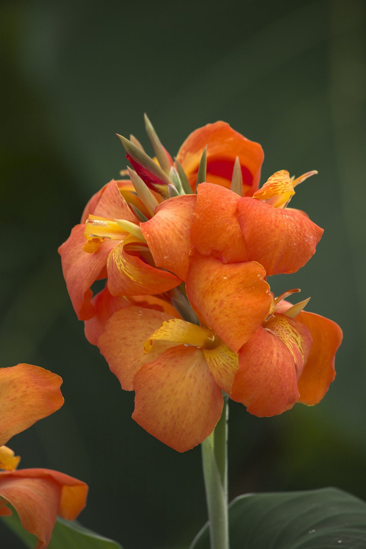 Canna generalis 'Cannova® Orange Shades'
