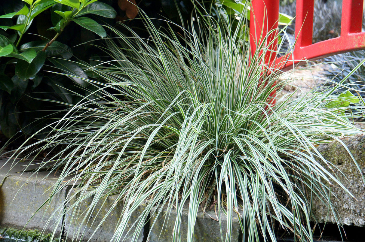 Carex oshimensis EverColor® 'Everest'