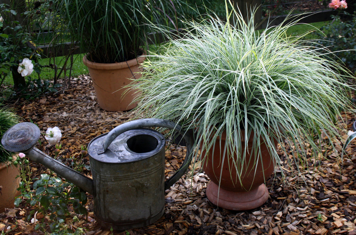 Carex oshimensis EverColor® 'Everest'