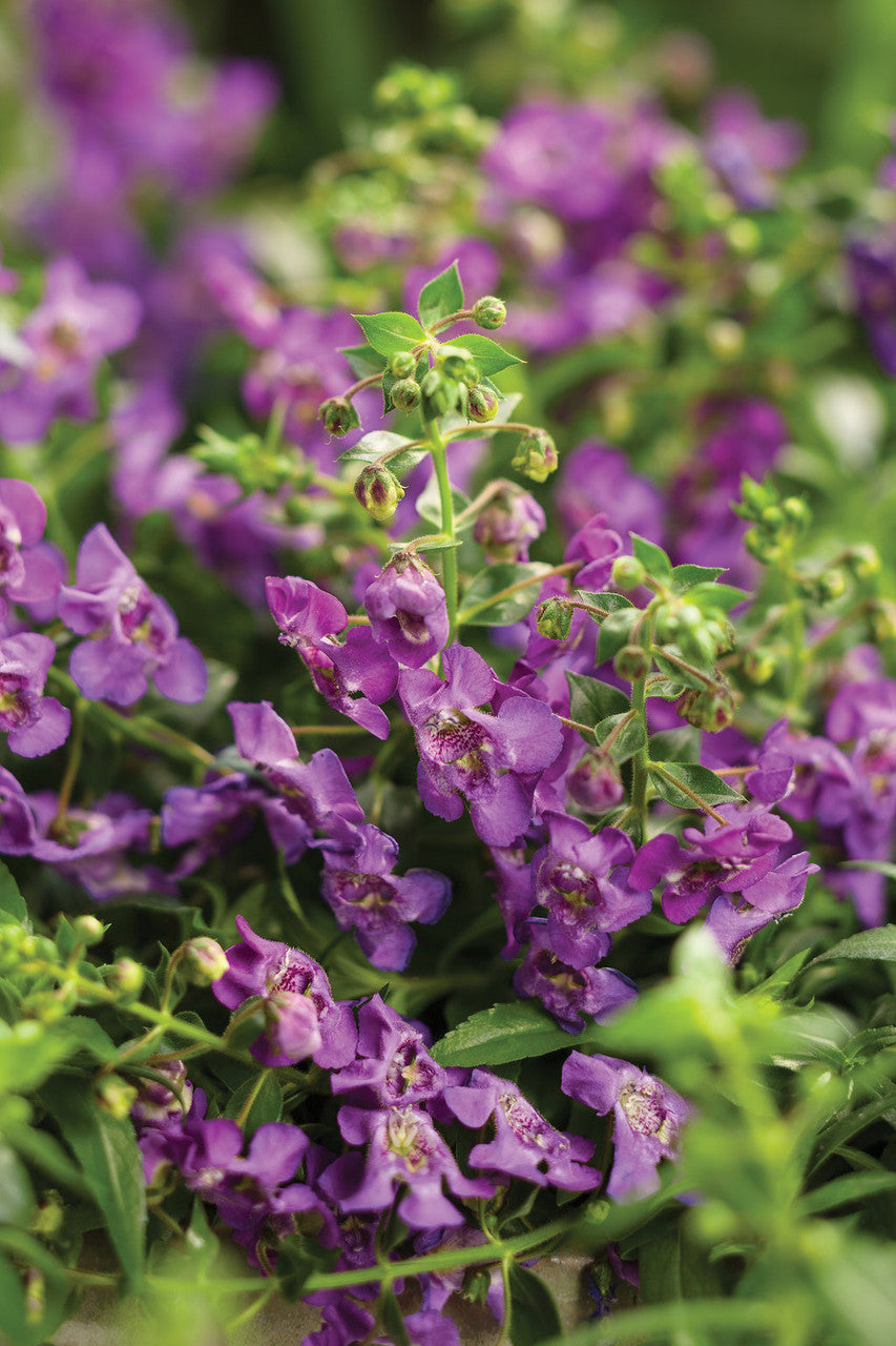 Angelonia 'Angelface® Cascade Blue'