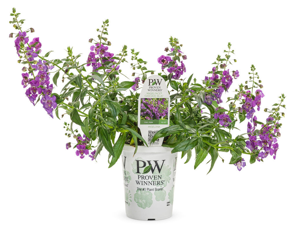 Angelonia 'Angelface® Cascade Blue' in grower pot