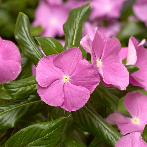 Vinca Catharanthus 'Cora® Cascade Lavender w/ Eye'
