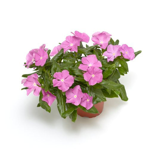 Vinca Catharanthus 'Cora® Cascade Lavender w/ Eye'