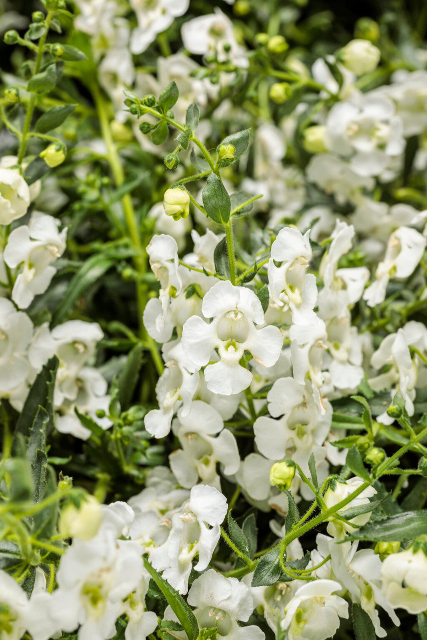 Angelonia 'Angelface® Cascade Snow'