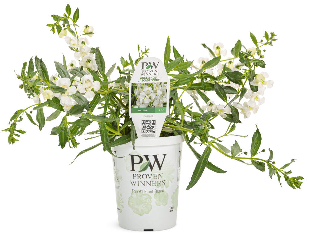 Angelonia 'Angelface® Cascade Snow' in grower pot