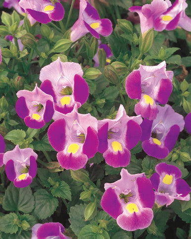 Torenia 'Catalina® Pink'