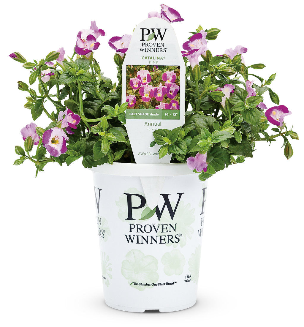 Torenia 'Catalina® Pink' in grower pot