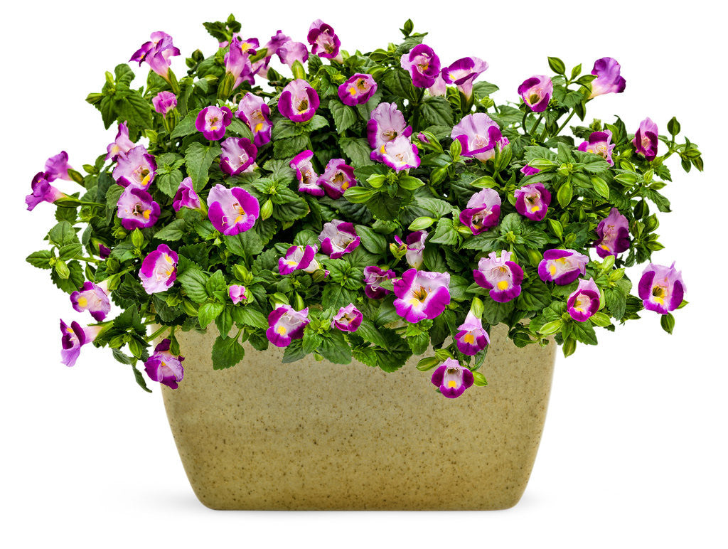 Torenia 'Catalina® Pink' in decorative pot