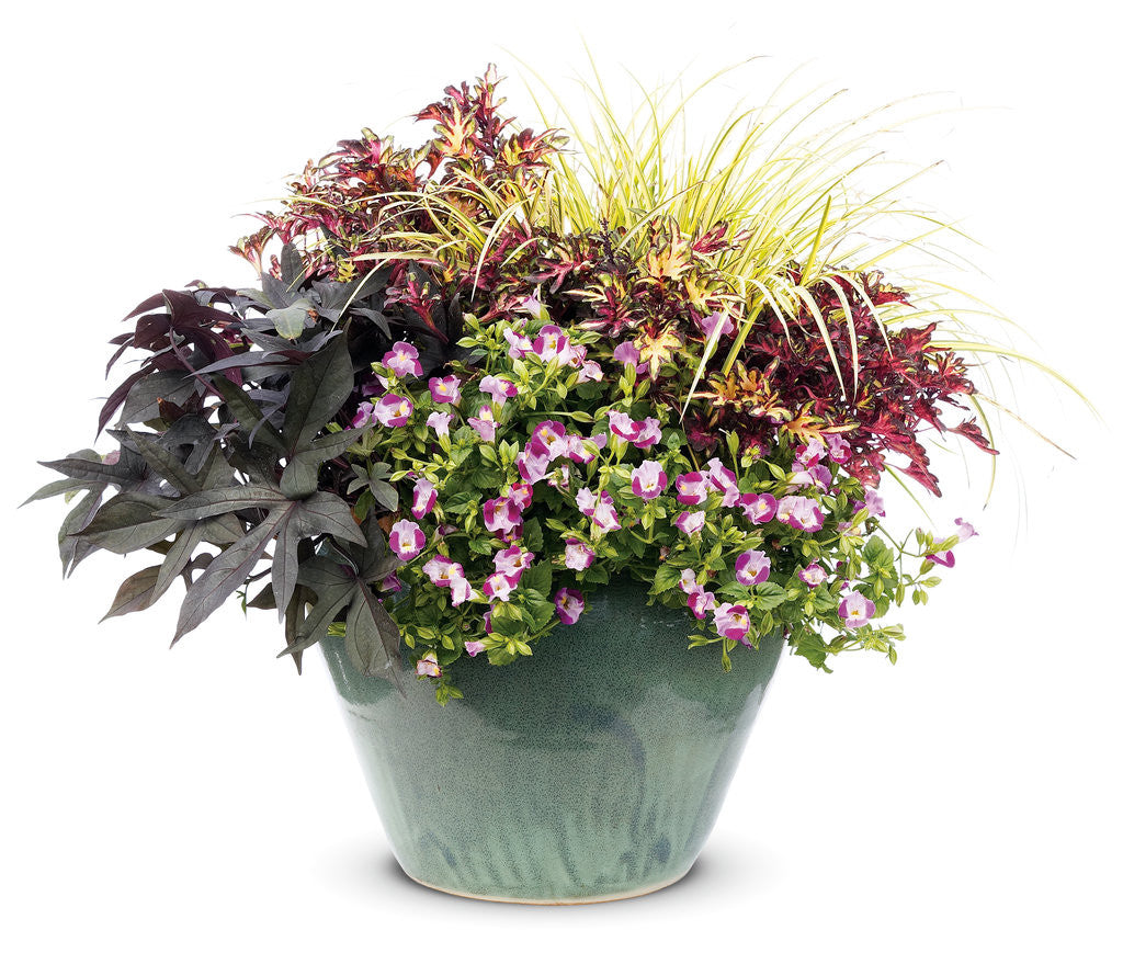 Torenia 'Catalina® Pink' combination