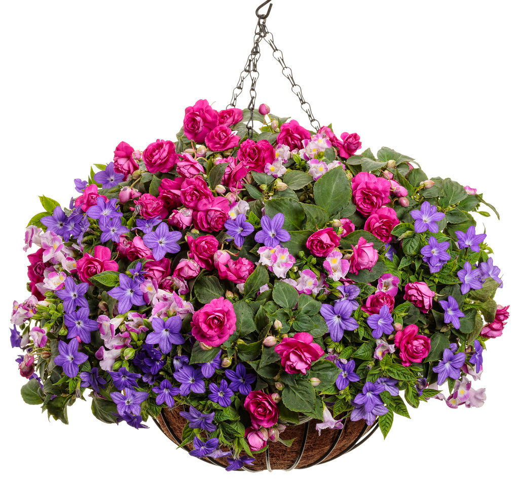 Torenia 'Catalina® Pink' combination