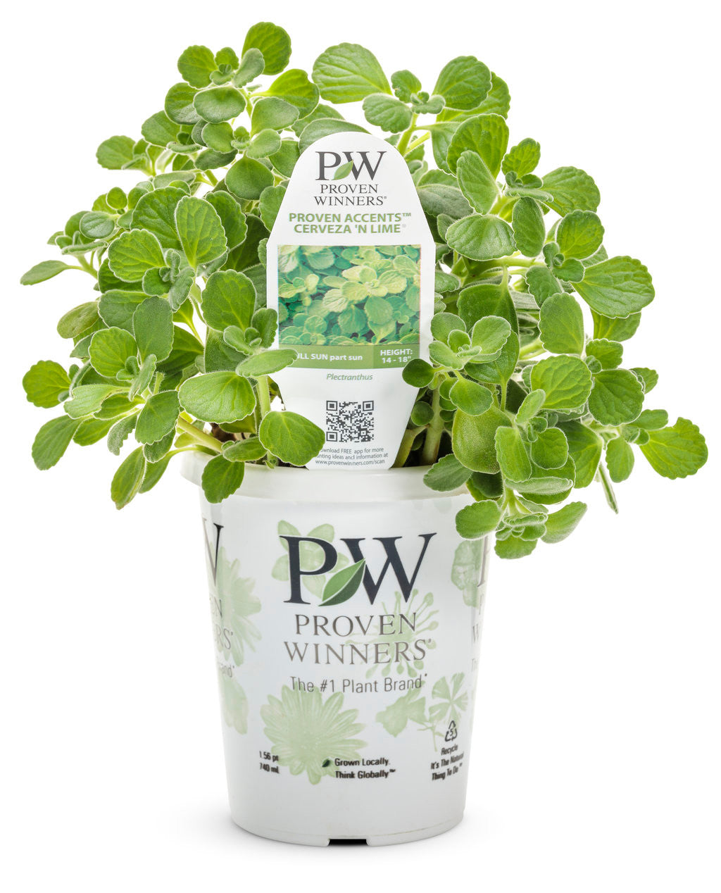 Plectranthus 'Proven Accents® Cerveza 'n Lime®' in grower pot