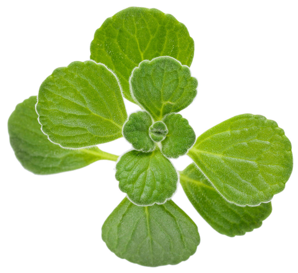 Plectranthus 'Proven Accents® Cerveza 'n Lime®' foliage