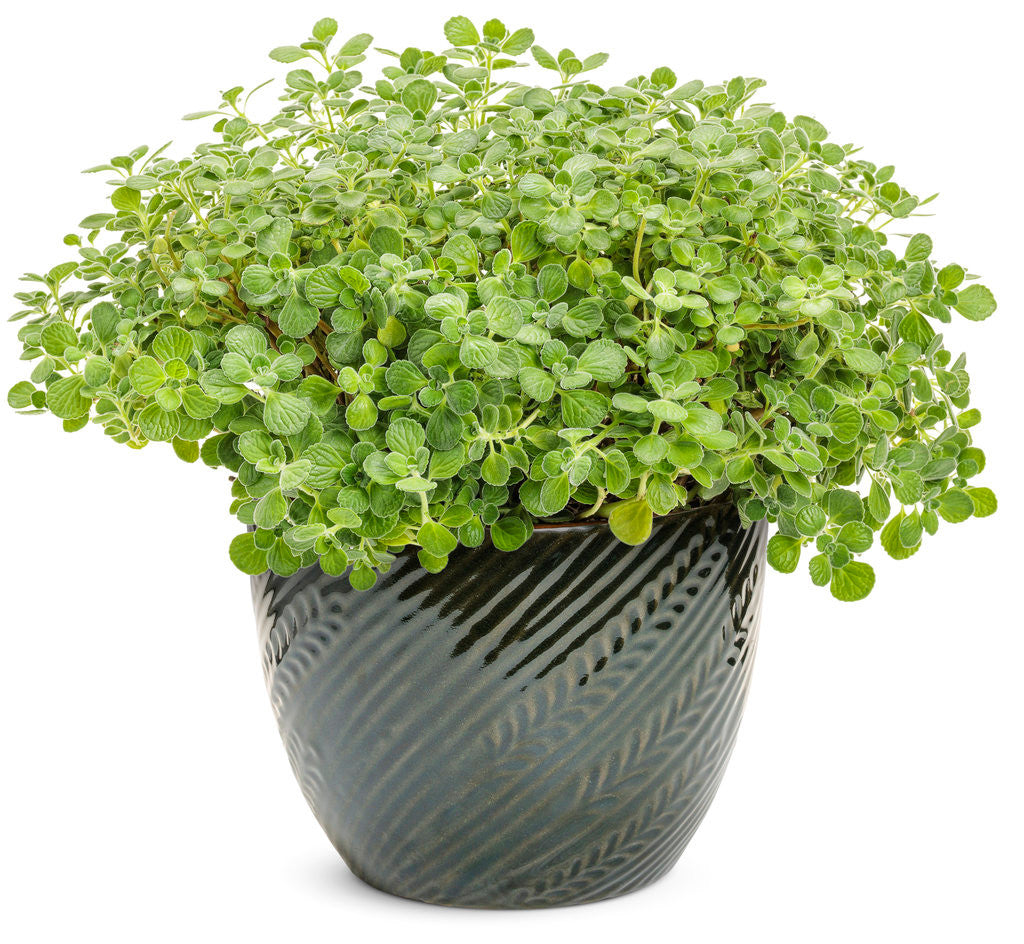 Plectranthus 'Proven Accents® Cerveza 'n Lime®' in decorative pot