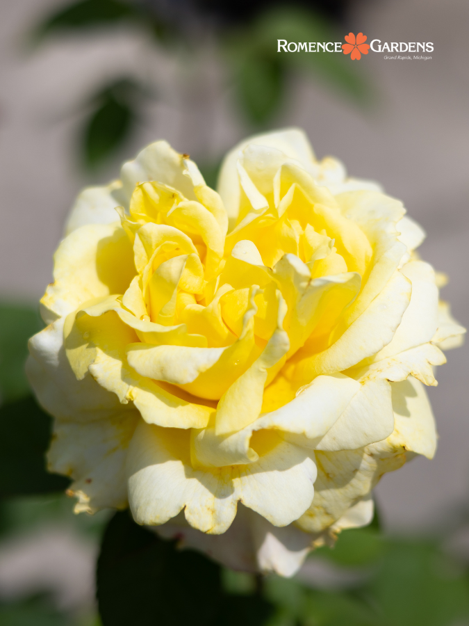 Rose 'Chantilly Cream™'