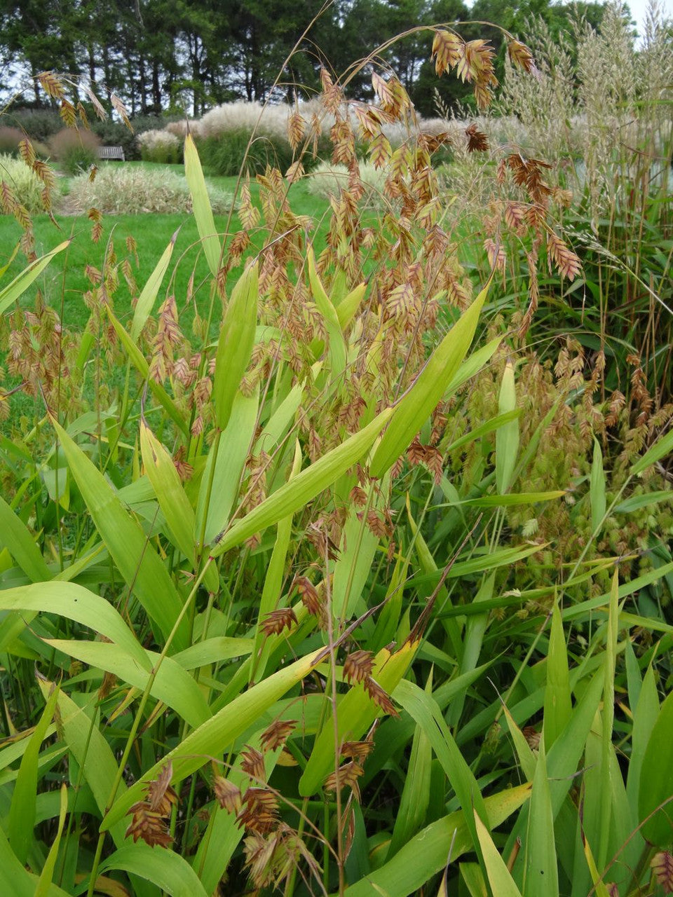 Chasmanthium latifolium