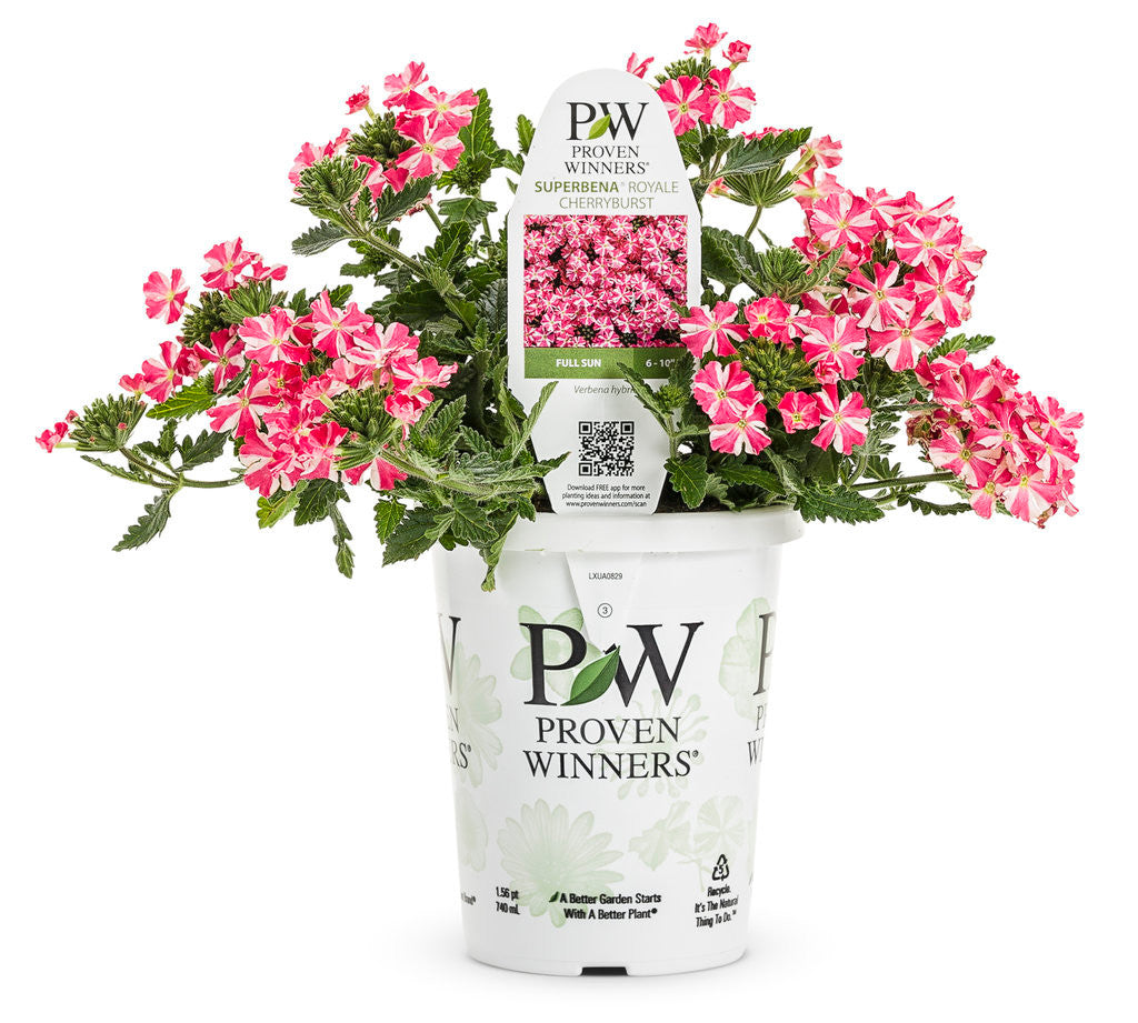 Verbena hybrid 'Superbena Royale® Cherryburst' in grower pot