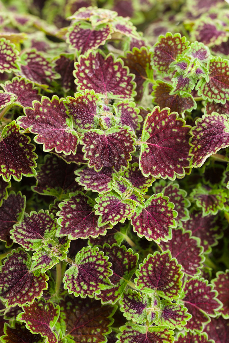 chocolate drop succulent Coleus Solenostemon scutellarioides 'Colorblaze® Chocolate Drop' – Romence Gardens & Greenhouses