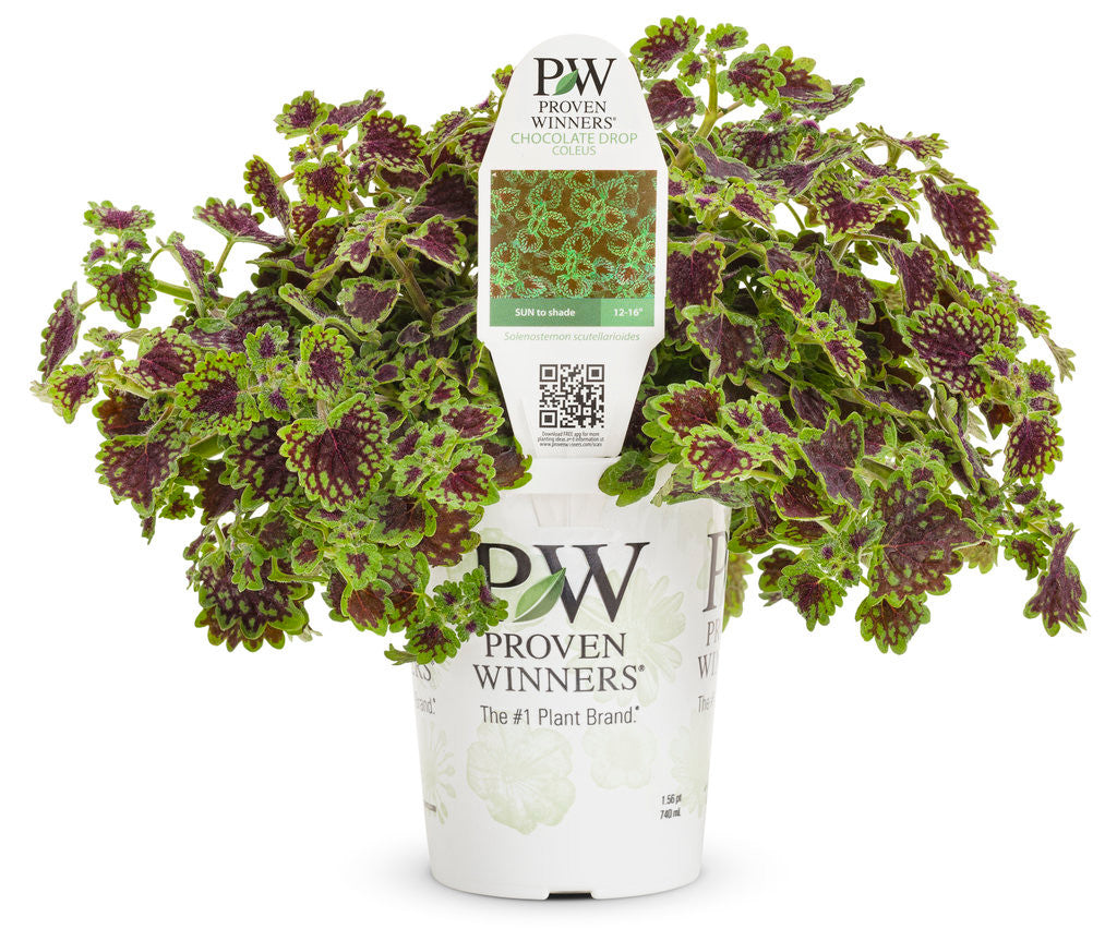 Coleus Solenostemon scutellarioides 'Colorblaze® Chocolate Drop' in grower pot