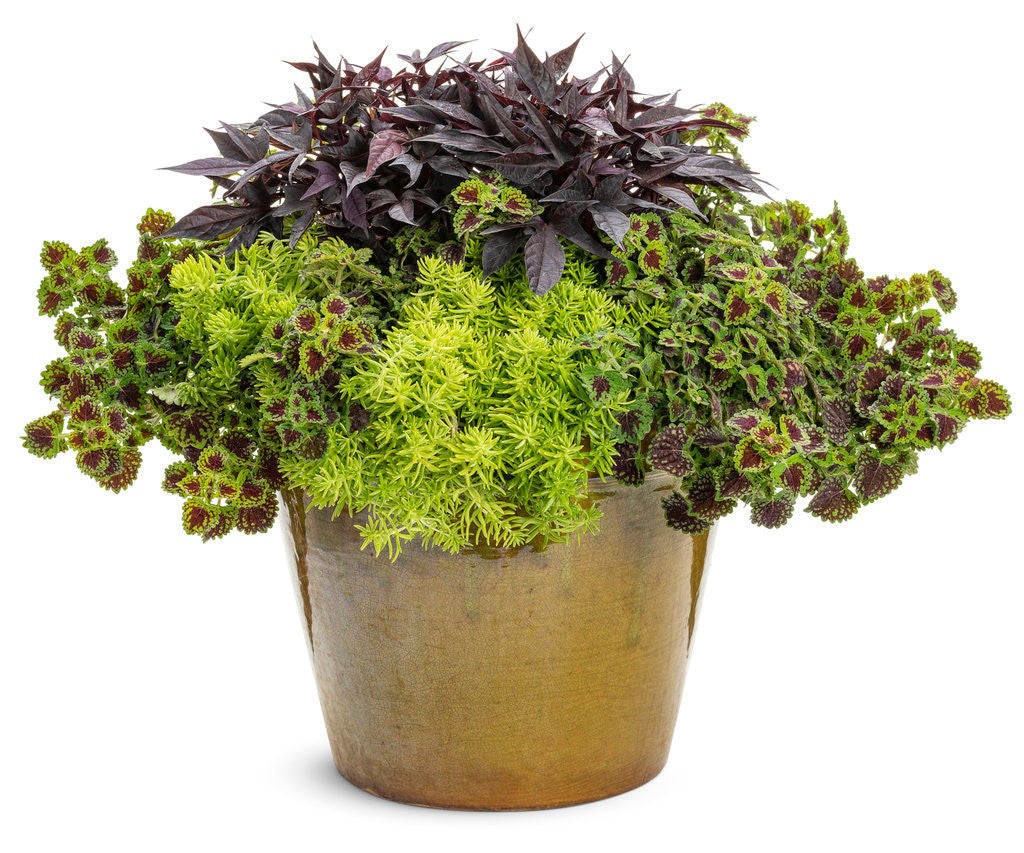 Coleus Solenostemon scutellarioides 'Colorblaze® Chocolate Drop' combination