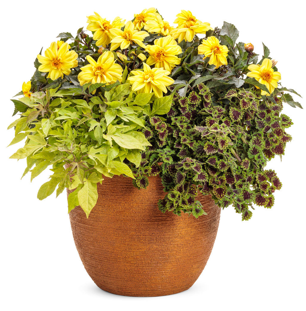 Coleus Solenostemon scutellarioides 'Colorblaze® Chocolate Drop' combination