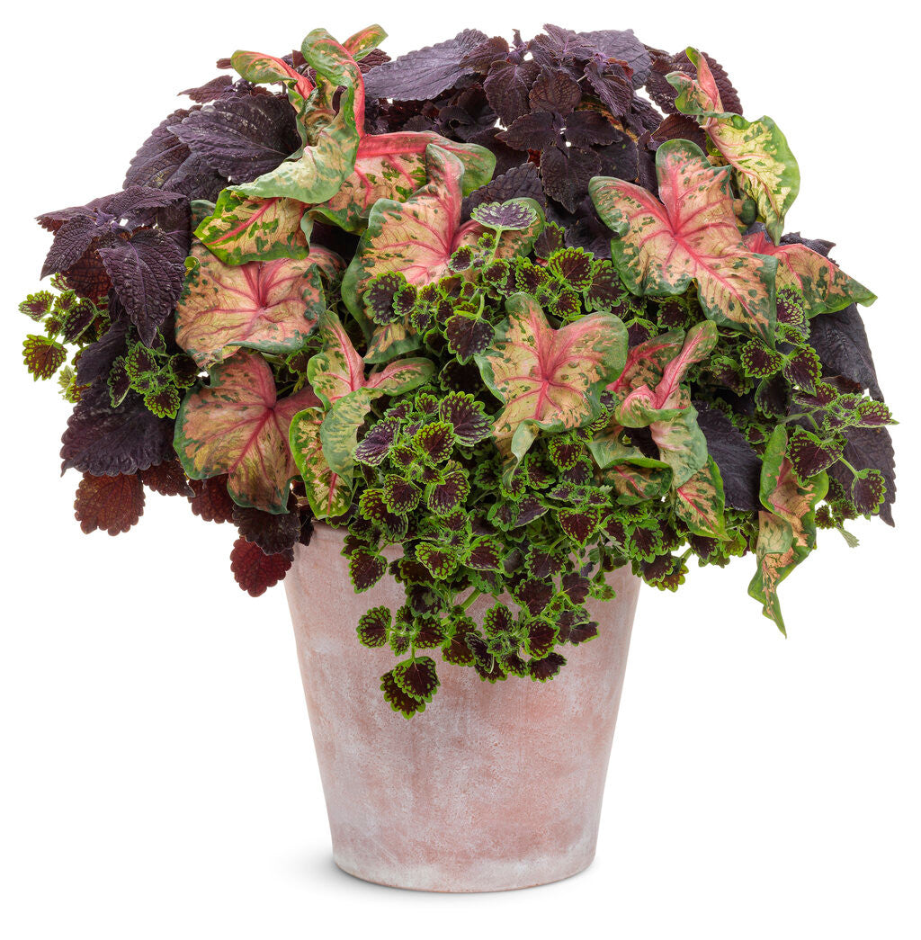 Coleus Solenostemon scutellarioides 'Colorblaze® Chocolate Drop' combination