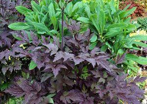 Purple and green leafy plants in a garden setting