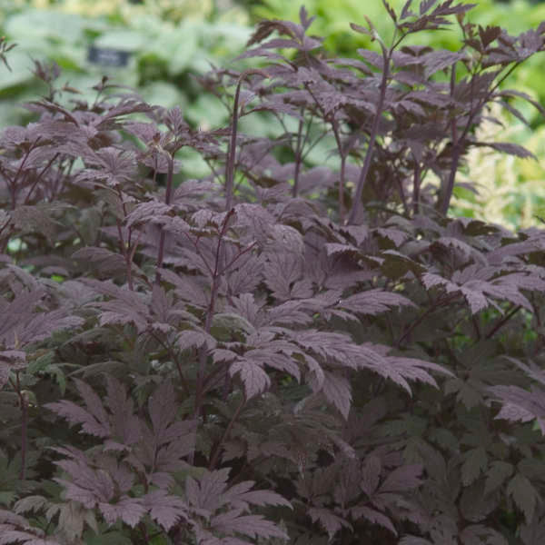 Close-up of dark purple foliage with a blurred green background