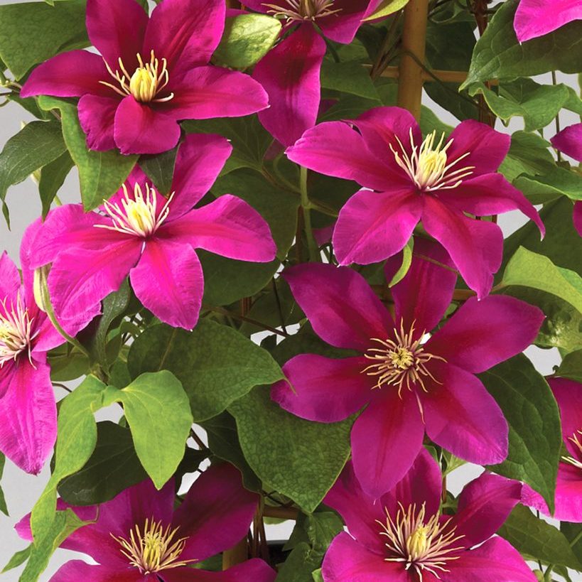 Clematis BOULEVARD® 'Acropolis™'