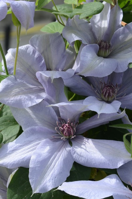 Clematis 'Bernadine™'