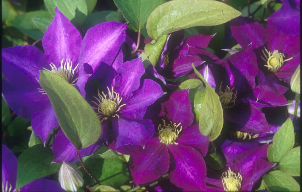 Clematis 'Daniel Deronda'