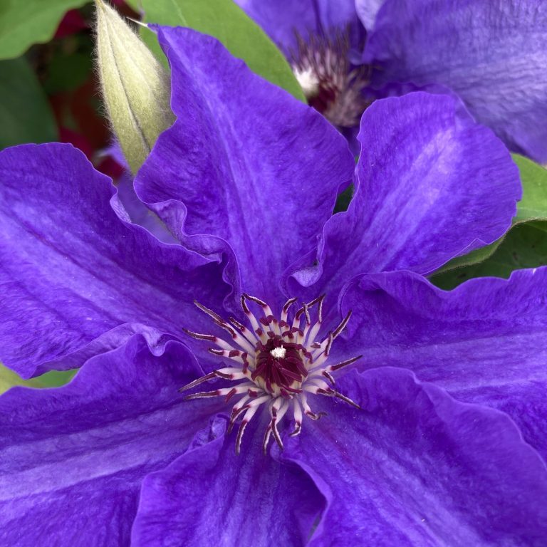 Clematis 'Lindsay™'